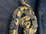 Королевский питон региус шарик молодняк - фото 2