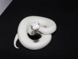 Королевский питон, региус, шаровидный питон, регіус