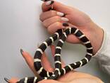 Каліфорнійська королівська змія, калифорнийская змея ручная домашняя змея - фото 1