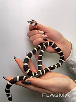 Каліфорнійська королівська змія, калифорнийская змея ручная домашняя змея
