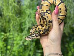 Королівська карликова змія, різноманітні окраси - морфи