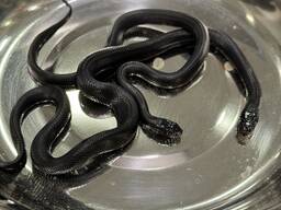 Королівська мексиканська змія нігріта