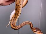 Королівський пітон регіус, ручний та спокійний улюбленець - фото 1