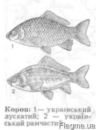 Короп (рамчастий зеркальний), щука, белий амур