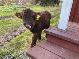 Корова хайленд