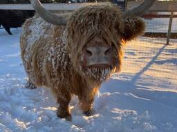 Корова шотландская длинношерстная Хайленд, домашняя корова