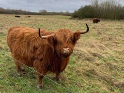 Коровки Хайленд, шотланська порода, неймовірні незвичайні корівки