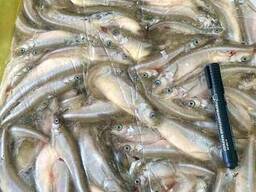 Корюшка 14 см + Финляндия