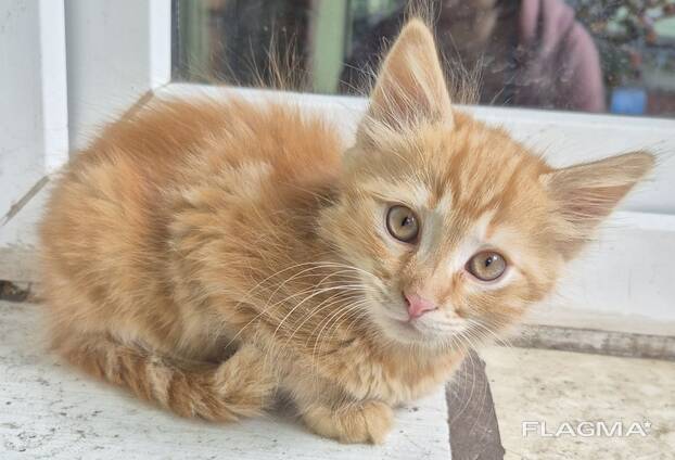 Кошеня (котик) 2 місяці