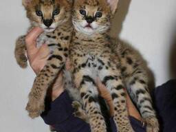 Кошеня Савана Ф1, саванна ласкава домашня кішка