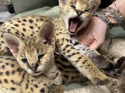 Кошенята Саванна, ручні кошенята, лагідні екзотичні котики