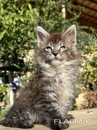 Кошеня мейн кун хлопчик лінія шоу клас крупний