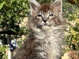 Кошеня мейн кун хлопчик лінія шоу клас крупний