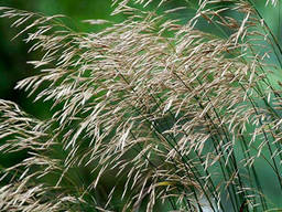 Кострец безостый/Стоколос