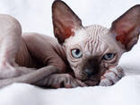 Котята канадского сфинкса - фото 1