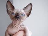 Котята канадского сфинкса - фото 3