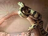 Ковровый питон Чейни, морфа Ягуар 180см - фото 3