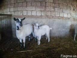 Коза альпийской породы