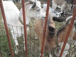 Козы и козлята