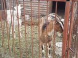 Козы и козлята - фото 3