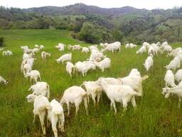 Кози Козенята Зааненської породи