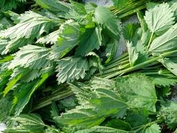 Крапива ( трава) , сушёная крапива, сухая крапива