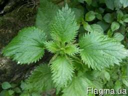 Крапивы лист