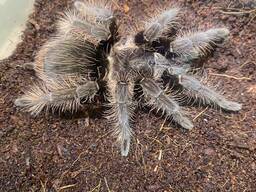 Красивый и редкий паук Брахипельма альбопилозум