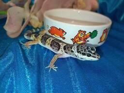 Красивые, ручные эублефары. Разных морф. Самцы и самки.