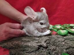 Красивые ручные шиншиллы бежевого окраса.