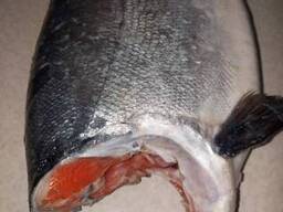 Красная рыба кижуч свежемороженая серебристый лосось