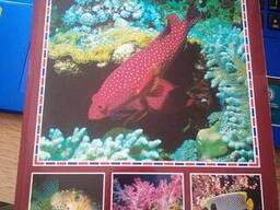 Красное море Чудеса подводного мира (Bonechi) 335 цветных иллюстраций
