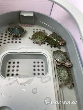 Красноухая черепаха, домашня червоновуха черепаха, маленька черепашка