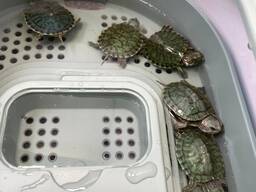 Красноухая черепаха, домашня червоновуха черепаха, маленька черепашка