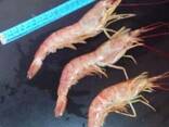 Креветка (дикая) Атлантическая , морепродукты из Аргентины - фото 1