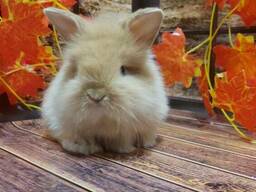 Кролик декоративный. Ручные малыши крольчата. Лучший питомец для деток и не только.