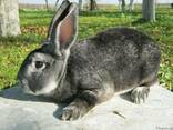 Кролики шиншилла-Рекс - фото 1