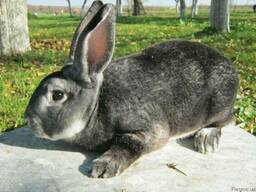 Кролики шиншилла-Рекс