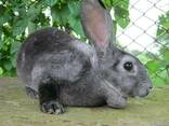 Кролики шиншилла-Рекс - фото 3