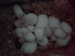 Кролики Термонська Біла - фото 7