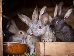 Кролики живым весом
