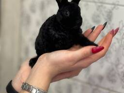 Кролик декоративний