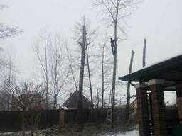 Кронирование деревьев Киев