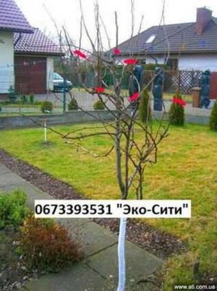 Кронирование деревьев * Схема обрезки деревьев Обрезка и фор