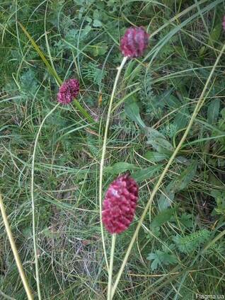 Кровохлебка корень, Родовик