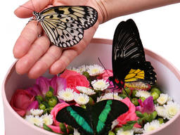 Круглая коробка с цветами и живыми бабочками