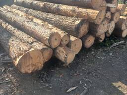 Кругляк, сосна