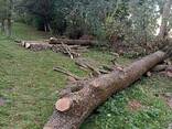 Кругляк ясеня - фото 1
