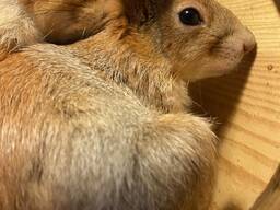 Крымская серебристая искристая для домашнего и вольерного содержания