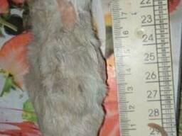 Крысы кормовые замороженные, подростки 11 - 14 см